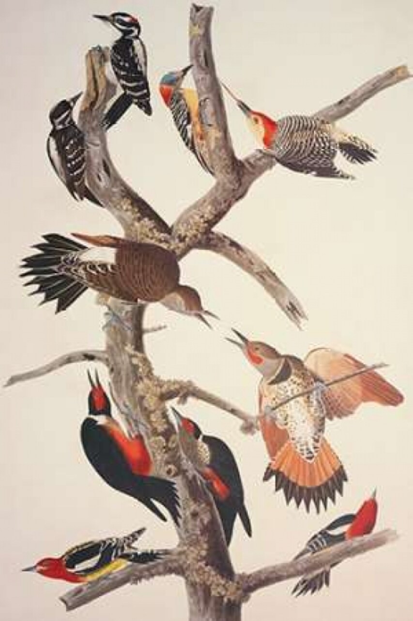Hairy Woodpecker Poster Print by John James Audubon - Item # VARPDX198126